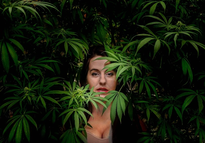 marijuana
